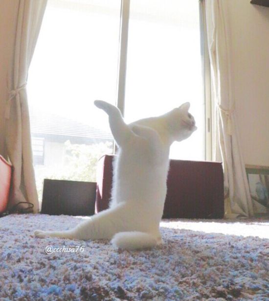 Ballet Cat Dances Like It's Never Danced Before (8 pics)