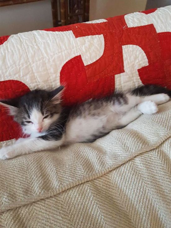 Guy Gives Scared Kitten A Forever Home After Finding Her Under A Truck (4 pics)