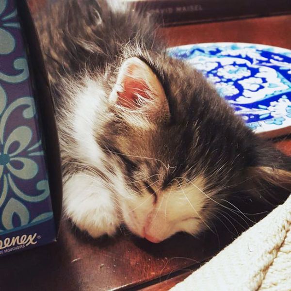 Guy Gives Scared Kitten A Forever Home After Finding Her Under A Truck (4 pics)