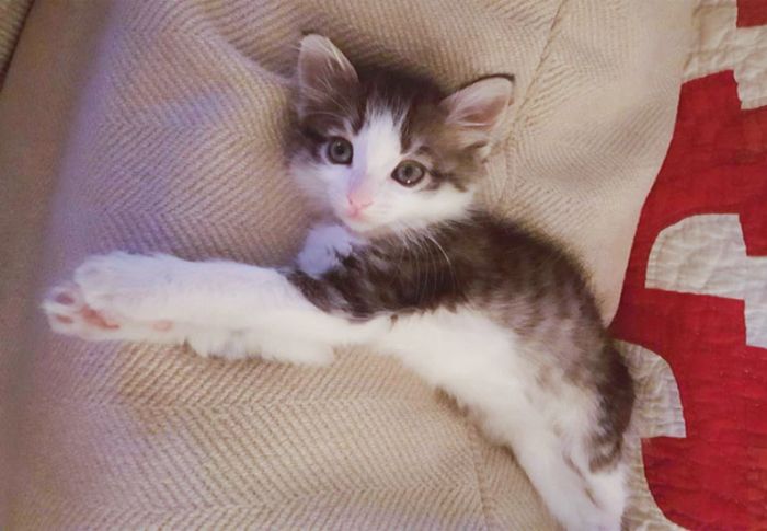 Guy Gives Scared Kitten A Forever Home After Finding Her Under A Truck (4 pics)