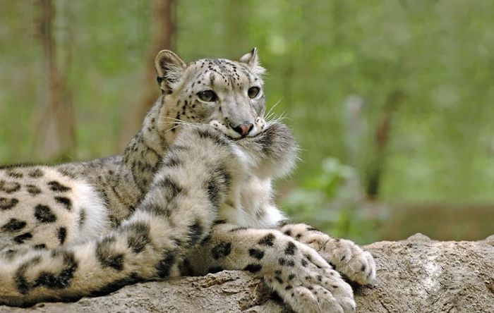 Snow Leopards Love Nothing More Than Playing With Their Fluffy Tails (12 pics)
