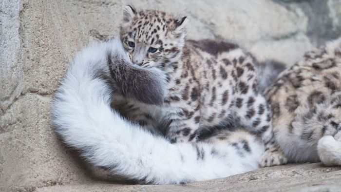 Snow Leopards Love Nothing More Than Playing With Their Fluffy Tails (12 pics)