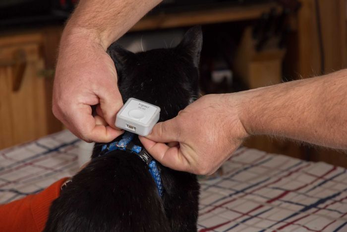 Cat Owners Use GPS To Learn About Their Pets' Habits (3 pics)