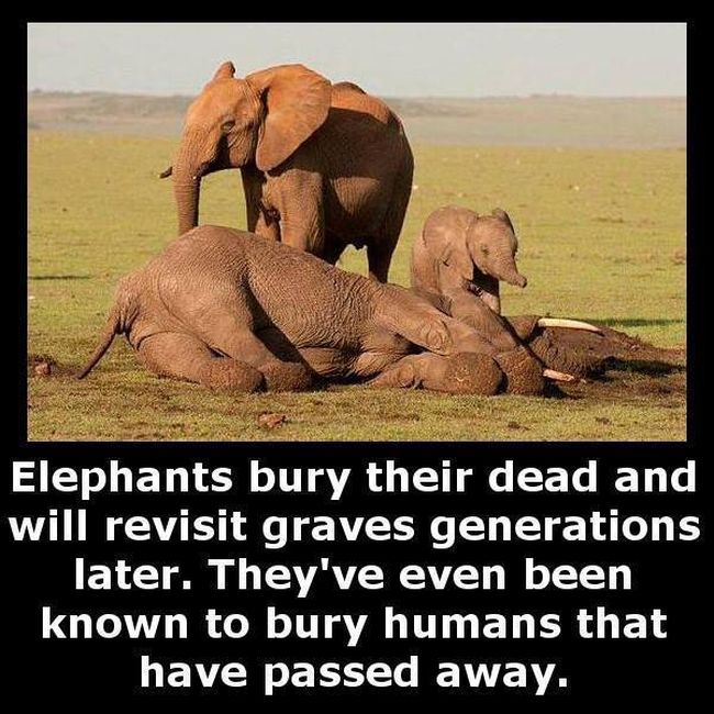 Little Known Facts For You To Store In Your Brain (27 pics)