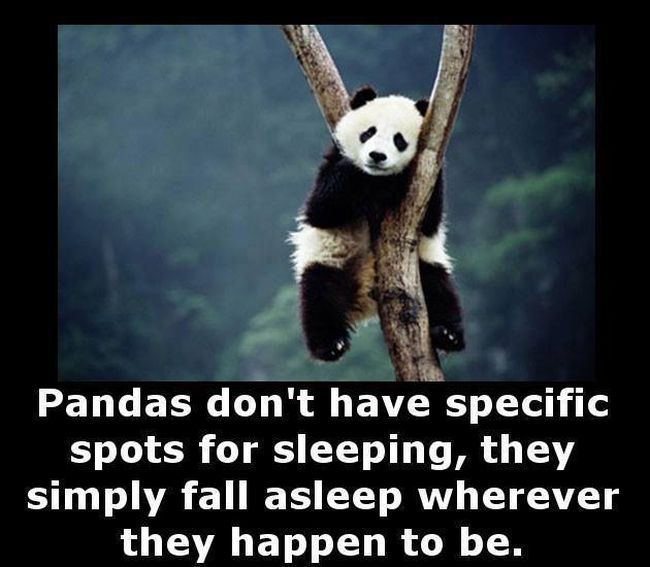 Little Known Facts For You To Store In Your Brain (27 pics)