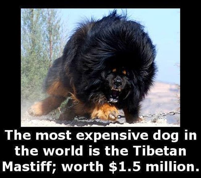 Little Known Facts For You To Store In Your Brain (27 pics)