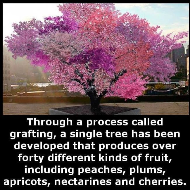 Little Known Facts For You To Store In Your Brain (27 pics)
