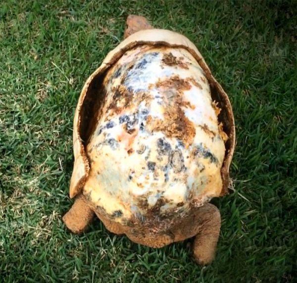 Lucky Tortoise Receives The First Ever 3D Printed Shell (7 pics)