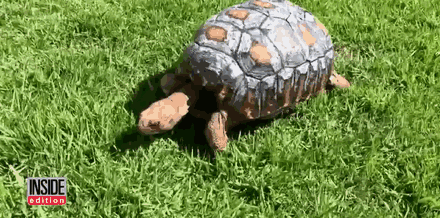 Lucky Tortoise Receives The First Ever 3D Printed Shell (7 pics)