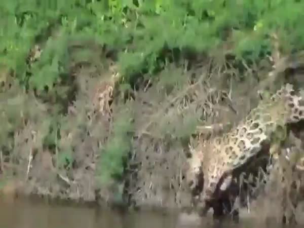 Jaguar Goes Fishing