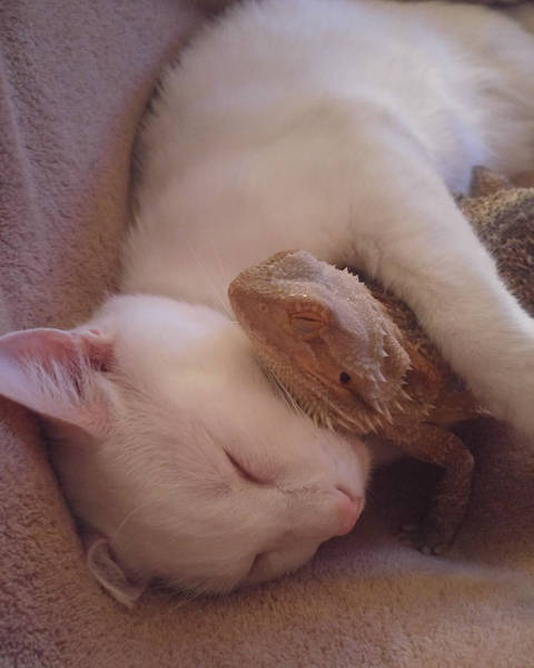 A Cat And A Bearded Dragon Have Formed A Beautiful Friendship (9 pics)