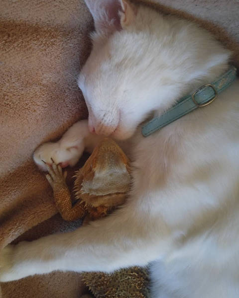 A Cat And A Bearded Dragon Have Formed A Beautiful Friendship (9 pics)