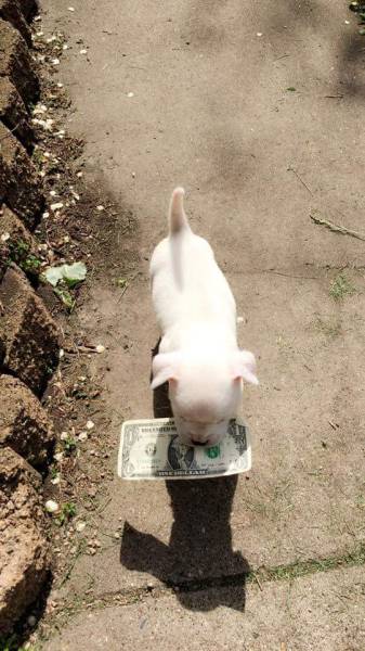 Acid Picdump (108 pics)
