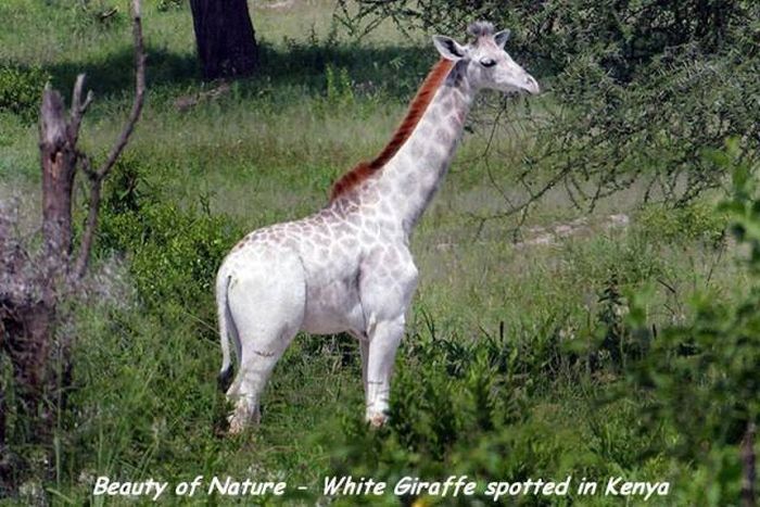 Acid Picdump (108 pics)