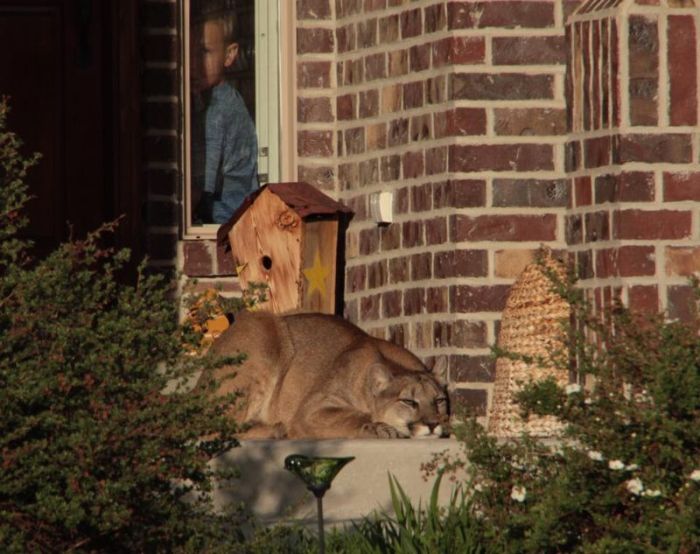 Cougar Gets Caught Taking A Nap On The Front Doorstep (7 pics)