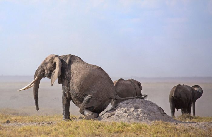 Elephants Find A Funny Way To Scratch Their Itch (5 pics)