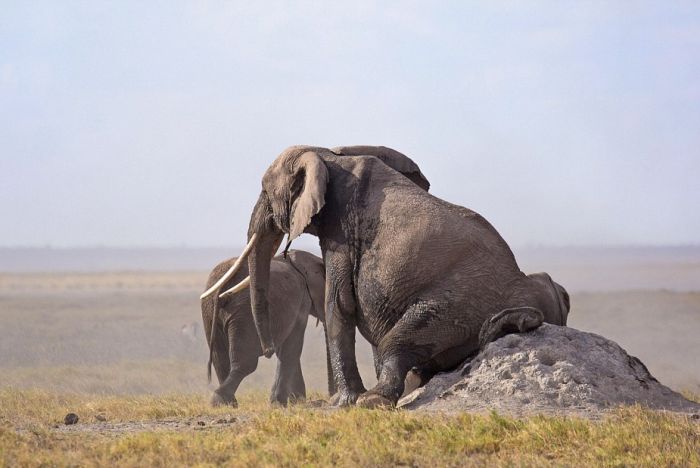 Elephants Find A Funny Way To Scratch Their Itch (5 pics)