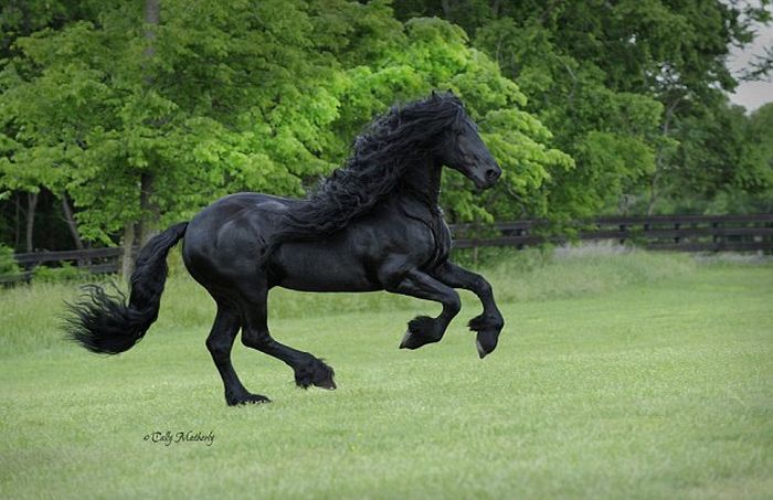 Frederik The Horse Has The World's Most Majestic Mane (6 pics)
