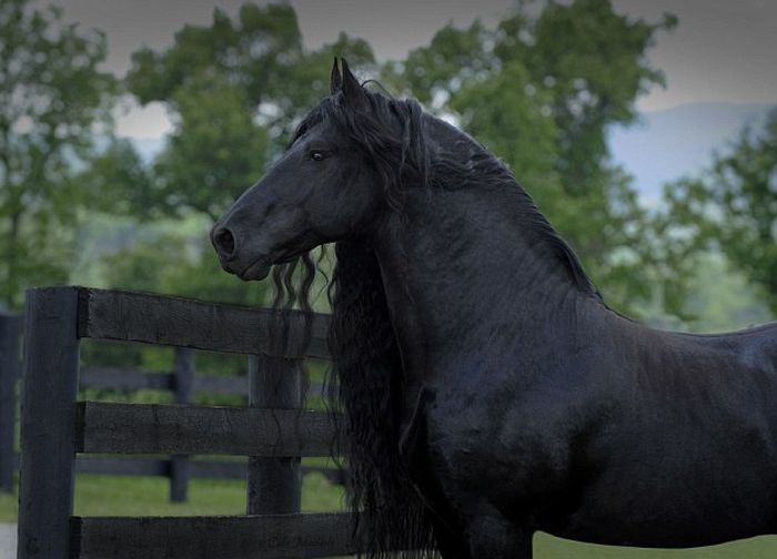 Frederik The Horse Has The World's Most Majestic Mane (6 pics)