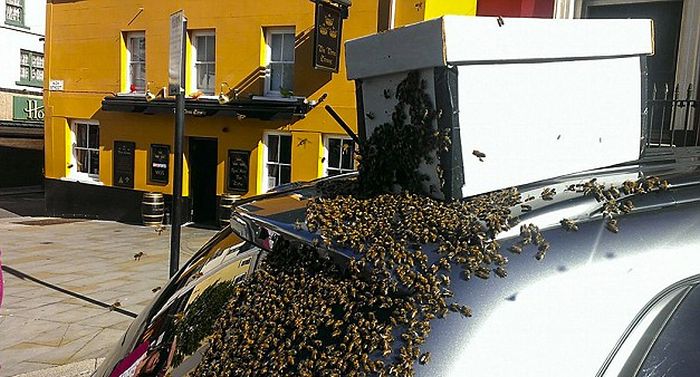 Massive Swarm Of 20,000 Bees Follows Car For Two Days Straight (5 pics)