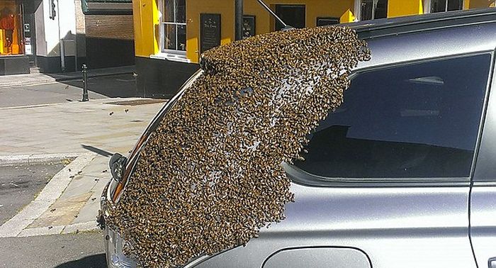 Massive Swarm Of 20,000 Bees Follows Car For Two Days Straight (5 pics)