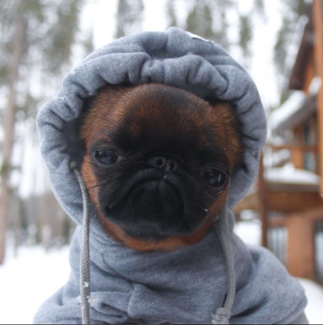 Gizmo Is The World's Grumpiest Looking Dog (10 pics)
