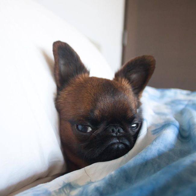 Gizmo Is The World's Grumpiest Looking Dog (10 pics)