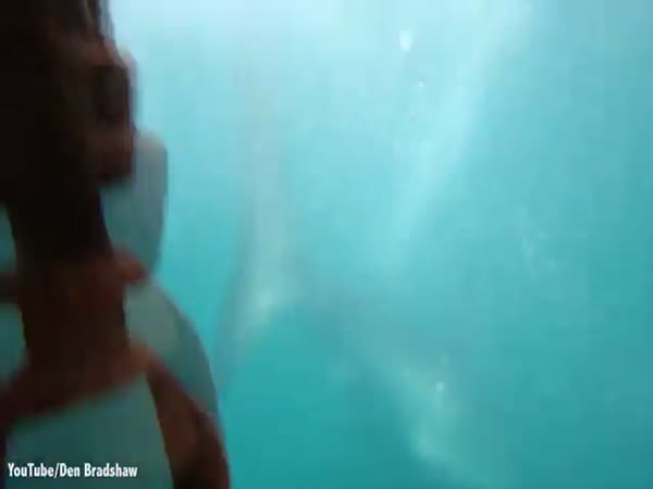 Diver Films Terrifying Moment A Monster Great White Launches Itself