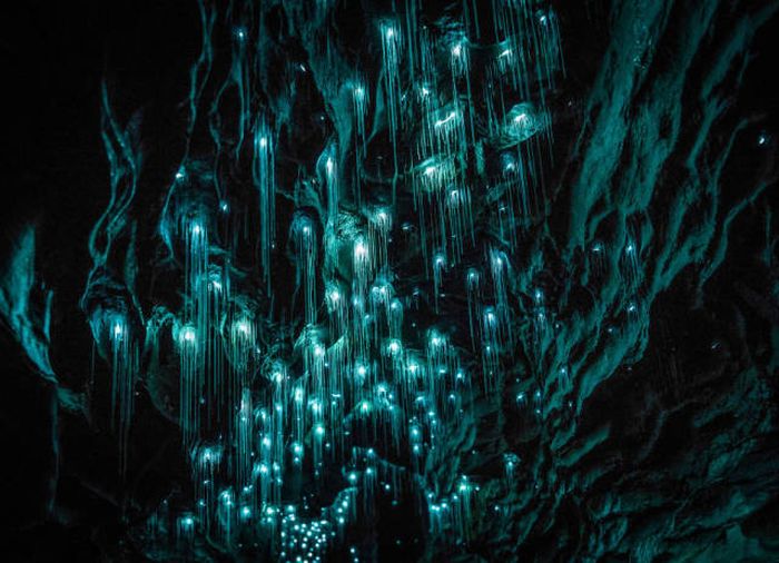 Glow Worms Make The Waitomo Caves A Magical Place To Visit (12 pics)