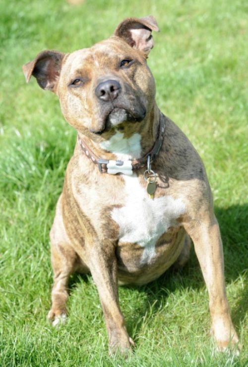 Lonely Dog In Britain Still Searching For A Home (4 pics)