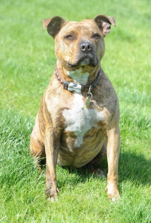 Lonely Dog In Britain Still Searching For A Home (4 pics)