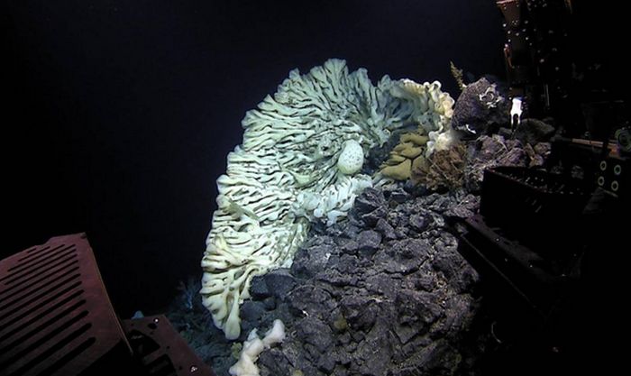 Divers Discover World's Largest Sea Sponge In Hawaii (3 pics + video)