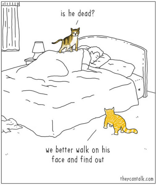 What Animals Would Probably Say If They Could Talk (30 pics)