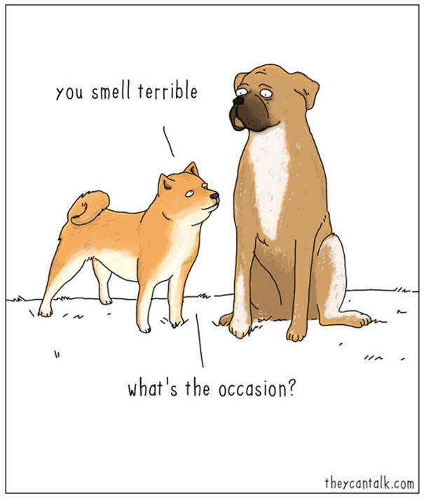 What Animals Would Probably Say If They Could Talk (30 pics)
