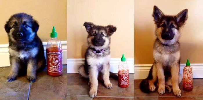 This Dog Was The Size Of A Sriracha Bottle When It Was Born (3 pics)