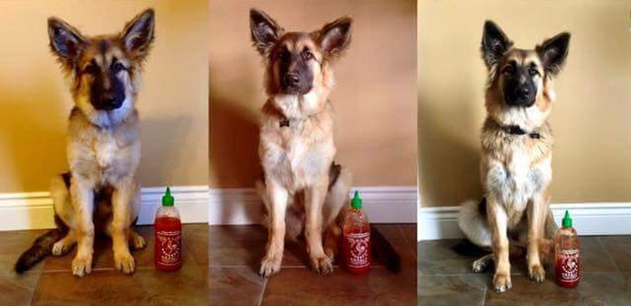 This Dog Was The Size Of A Sriracha Bottle When It Was Born (3 pics)