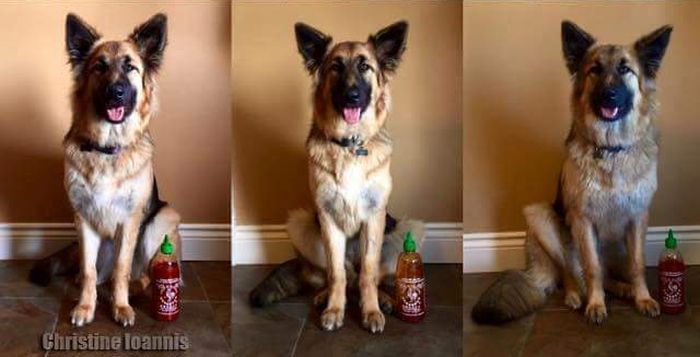 This Dog Was The Size Of A Sriracha Bottle When It Was Born (3 pics)