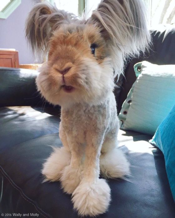 There's A Reason Why This Fluffy Bunny Is Instagram Famous (10 pics)