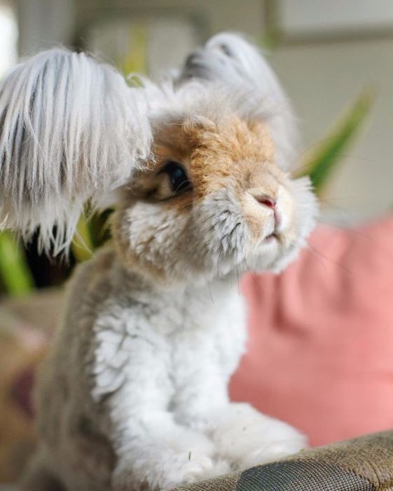 There's A Reason Why This Fluffy Bunny Is Instagram Famous (10 pics)