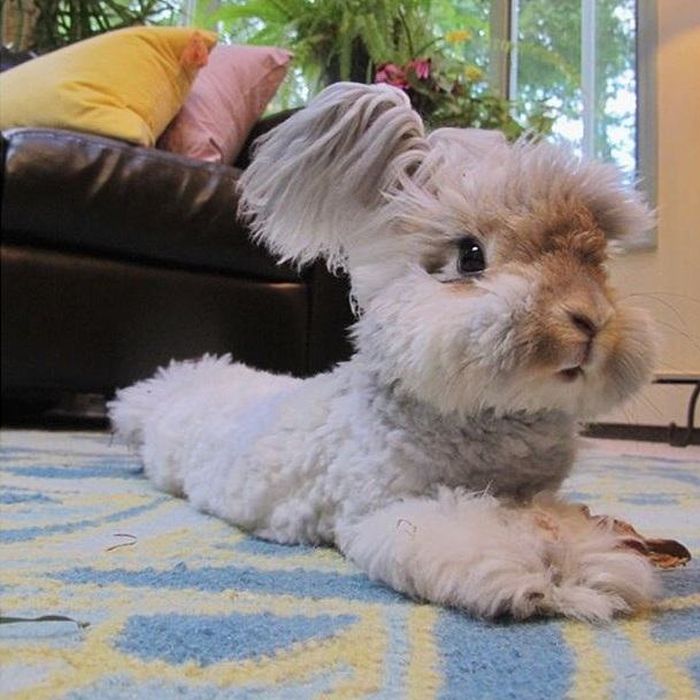 bunny fluffy instagram wally why famous extra reason impossibly imgur pleated jeans understand