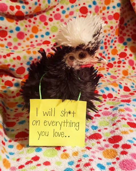 Forget Dog Shaming, Chicken Shaming Is The Next Big Thing (23 pics)