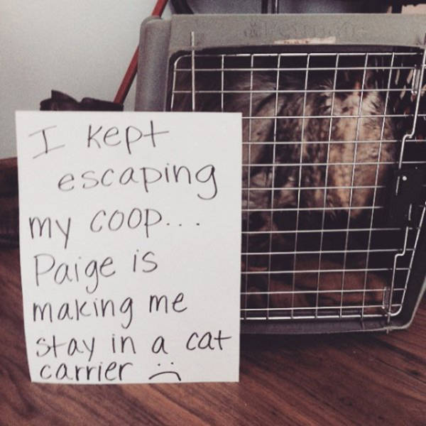 Forget Dog Shaming, Chicken Shaming Is The Next Big Thing (23 pics)