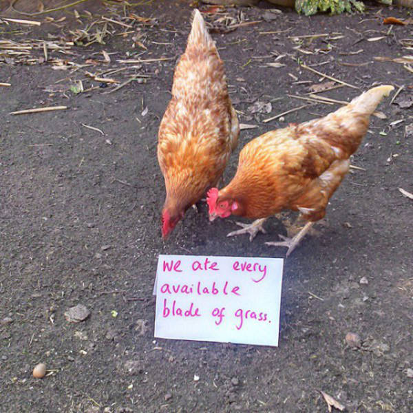Forget Dog Shaming, Chicken Shaming Is The Next Big Thing (23 pics)