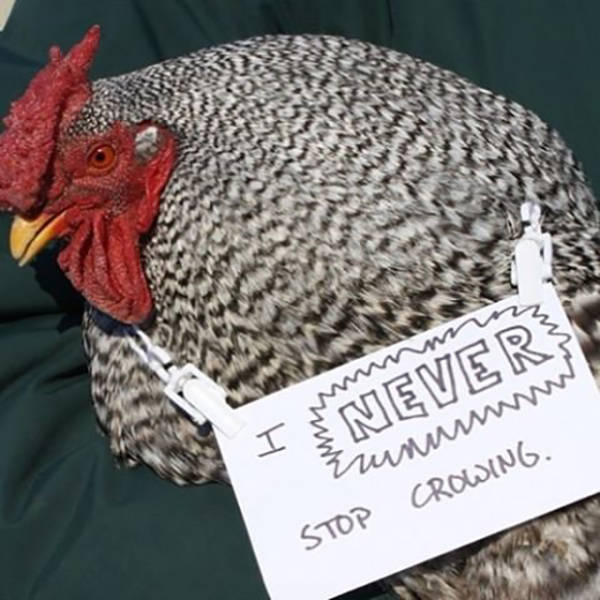 Forget Dog Shaming, Chicken Shaming Is The Next Big Thing (23 pics)