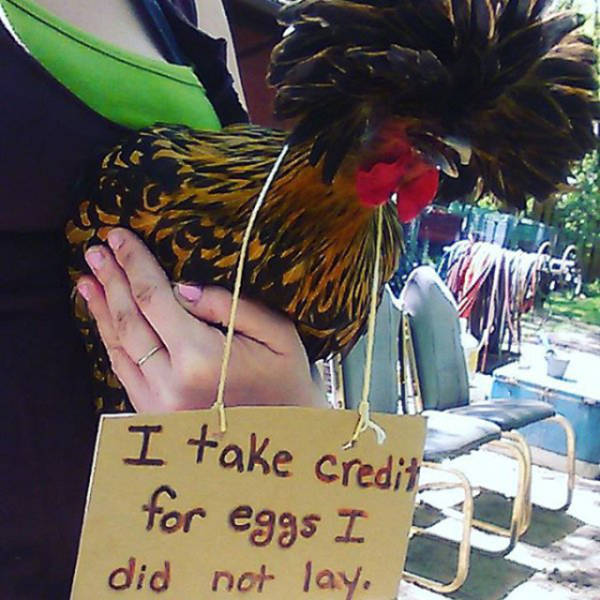 Forget Dog Shaming, Chicken Shaming Is The Next Big Thing (23 pics)