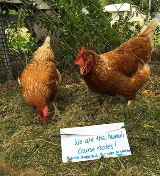 Forget Dog Shaming, Chicken Shaming Is The Next Big Thing (23 pics)