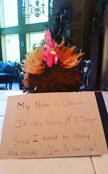 Forget Dog Shaming, Chicken Shaming Is The Next Big Thing (23 pics)