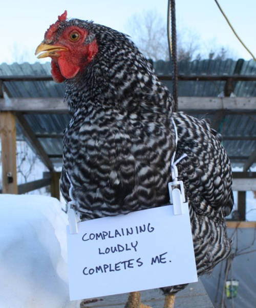 Forget Dog Shaming, Chicken Shaming Is The Next Big Thing (23 pics)