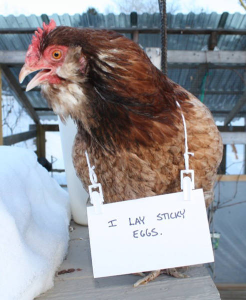 Forget Dog Shaming, Chicken Shaming Is The Next Big Thing (23 pics)