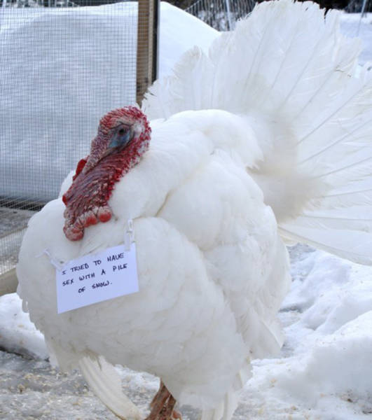 Forget Dog Shaming, Chicken Shaming Is The Next Big Thing (23 pics)